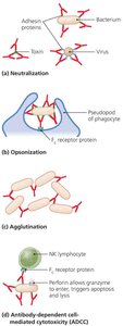 Functions of antibodies: neutralization, opsonization, agglutination, ADCC