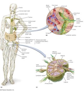 Diagram of the lymphatic system and lymph node structure