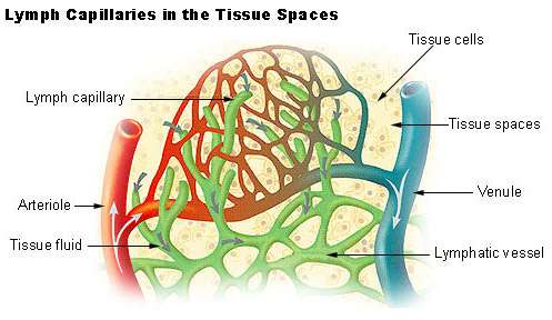 Lymph capillaries in tissue spaces