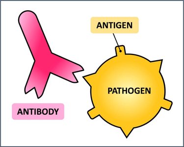 Antibody binding to antigen on pathogen