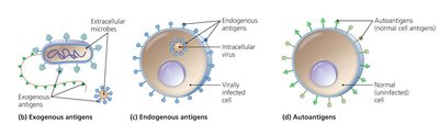 Types of antigens: exogenous, endogenous, autoantigens