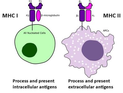 MHC I and MHC II antigen presentation overview