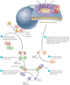 The classical pathway and the complement cascade