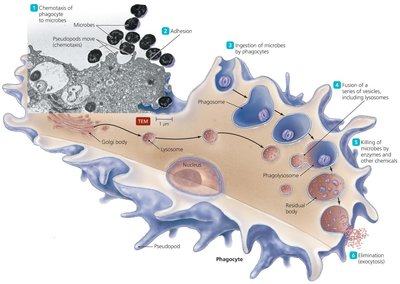 The events in phagocytosis