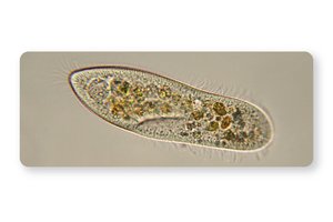 Bright-Field Microscopy