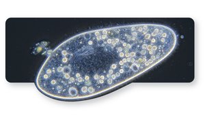 Dark-Field Microscopy