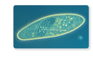 Phase-Contrast Microscopy