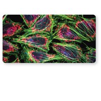 Confocal Microscopy
