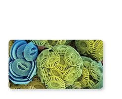 Scanning Electron Microscopy