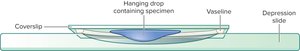 Hanging Drop Technique