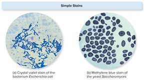 Simple Stains