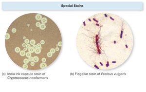Special Stains