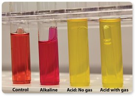 Carbohydrate Fermentation Media