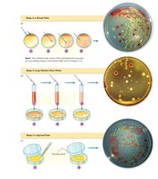 Methods for Isolating Bacteria