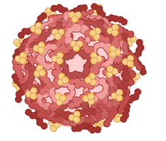 Zika virus structure