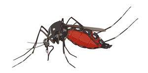 Aedes mosquito vector