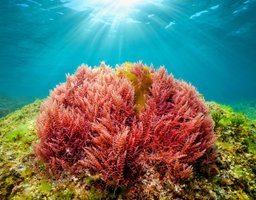 Algae in aquatic environment