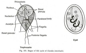 Giardia trophozoite and cyst
