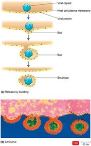 Steps of viral budding from host cell