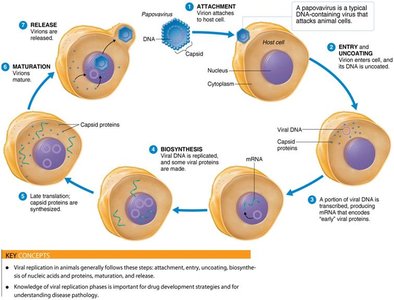 Replication of DNA viruses in animal cells
