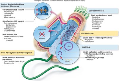 Mechanisms of drug action on bacterial cell