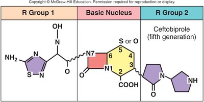 Cephalosporin structure