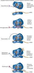 Protein synthesis inhibitors mechanism