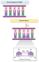 Formation of pyrimidine dimers by UV radiation