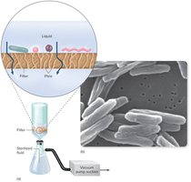 Membrane filtration setup and micrograph