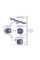 Action of heat and chemicals on proteins