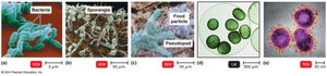 Types of microorganisms: bacteria, fungi, protozoa, algae, viruses