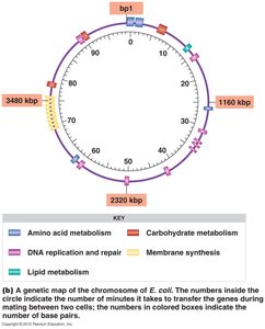 Nucleotides of DNA