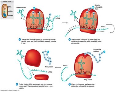Translation: elongation and termination