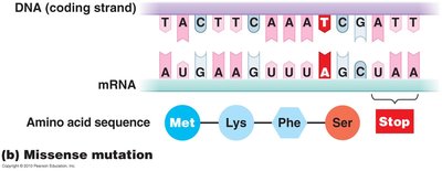 Missense mutation example