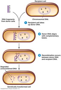 Transformation: uptake and integration of DNA