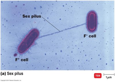 Sex pilus between F+ and F- cells
