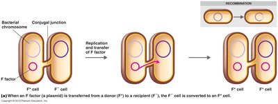 Conjugation: transfer of F plasmid