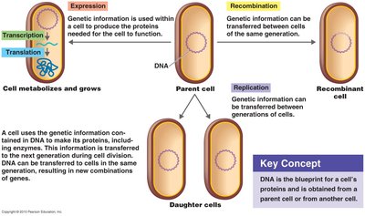 Flow of genetic information in cells