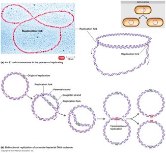 Bidirectional replication of circular bacterial DNA