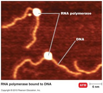 RNA polymerase bound to DNA