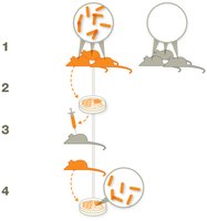 Diagram illustrating Koch's Postulates
