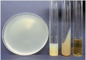 Different types of growth media: plate, broth, slant, deep