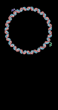 Circular plasmid DNA structure