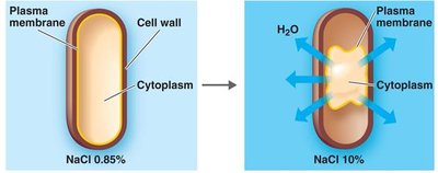 Effect of osmotic pressure on bacterial cells