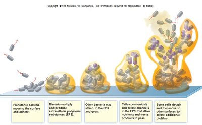 Biofilm formation stages