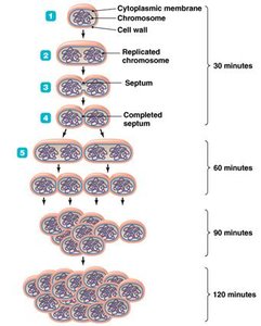 Diagram of binary fission and increase in cell number over time