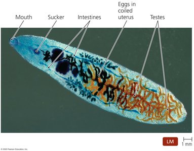 Adult fluke morphology