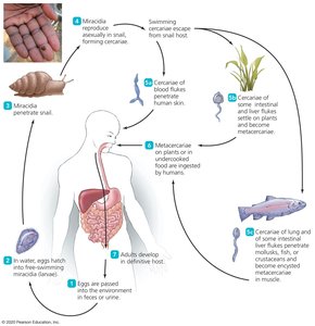 Three types of human fluke life cycles