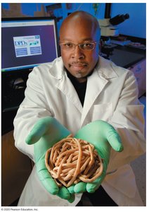 Ascaris lumbricoides