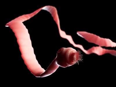 Tapeworm